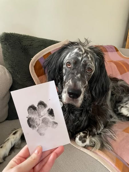 🔥Buy Two Get One Free - 3pcs⭐Pet Paw Print Kit for Dogs & Cats Keepsake Memories